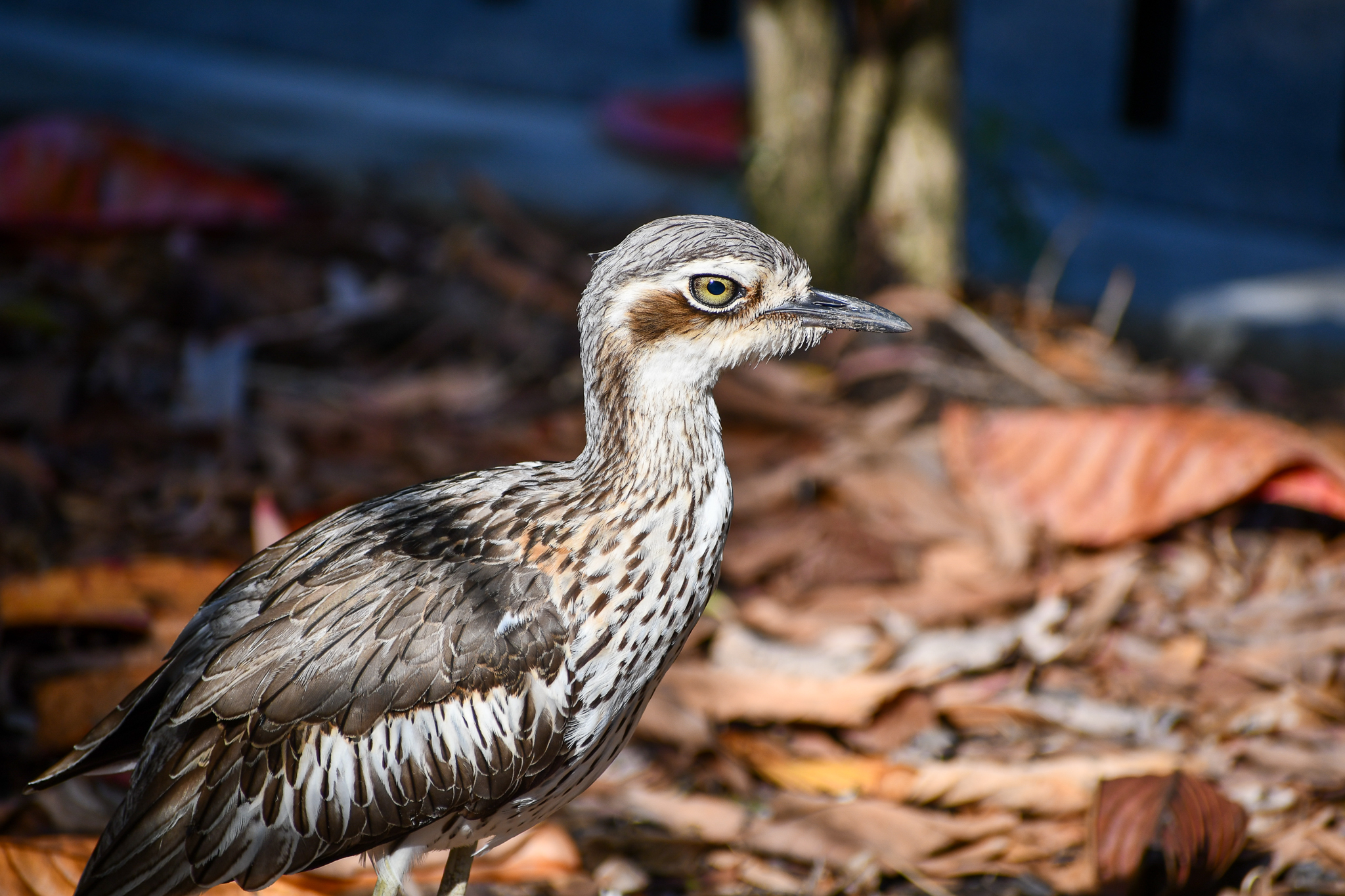 Bush Stone-Curlew