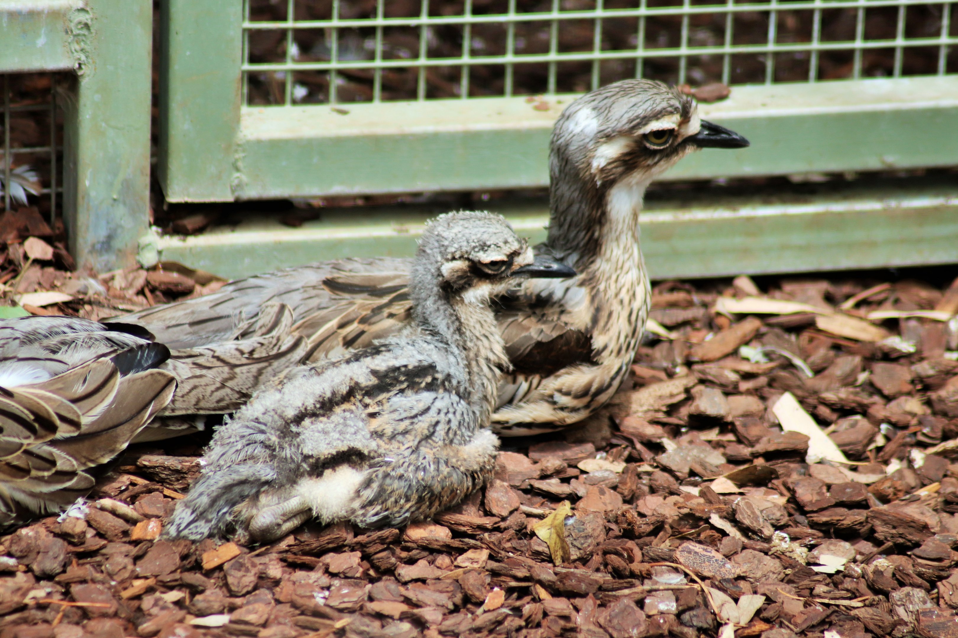 Bush Stone Curlews (Burhinus grallarius)
