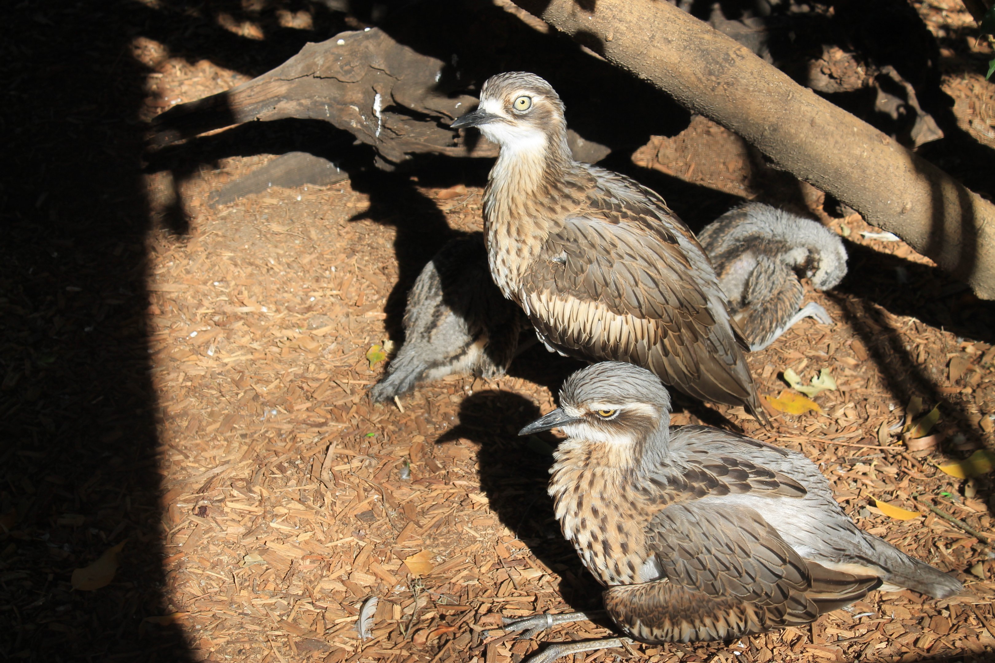 Bush Stone-Curlews with chicks