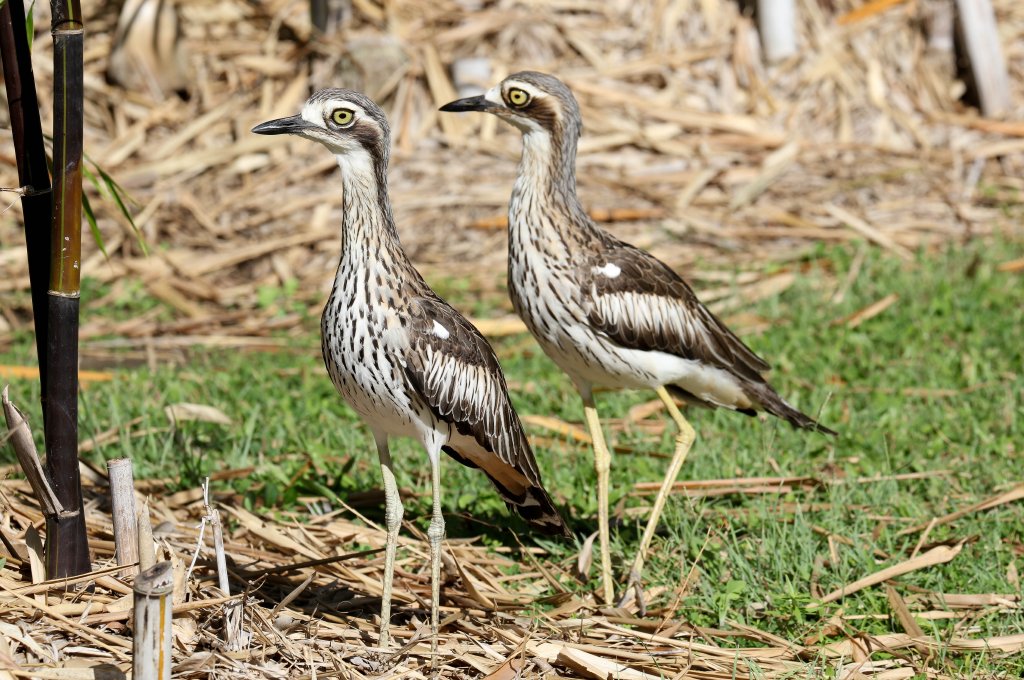 Bush Stone-curlews