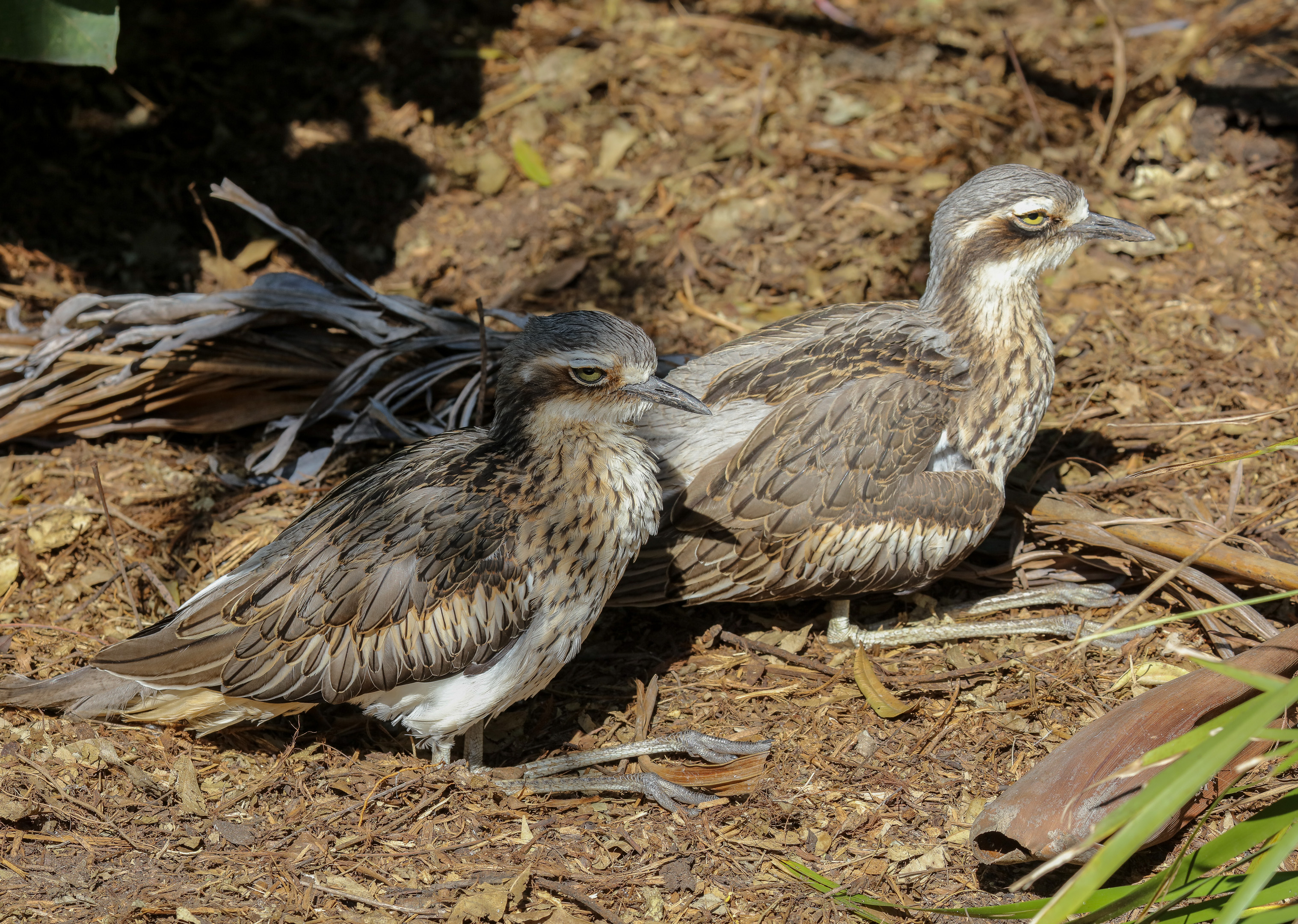 Bush Stone Curlews