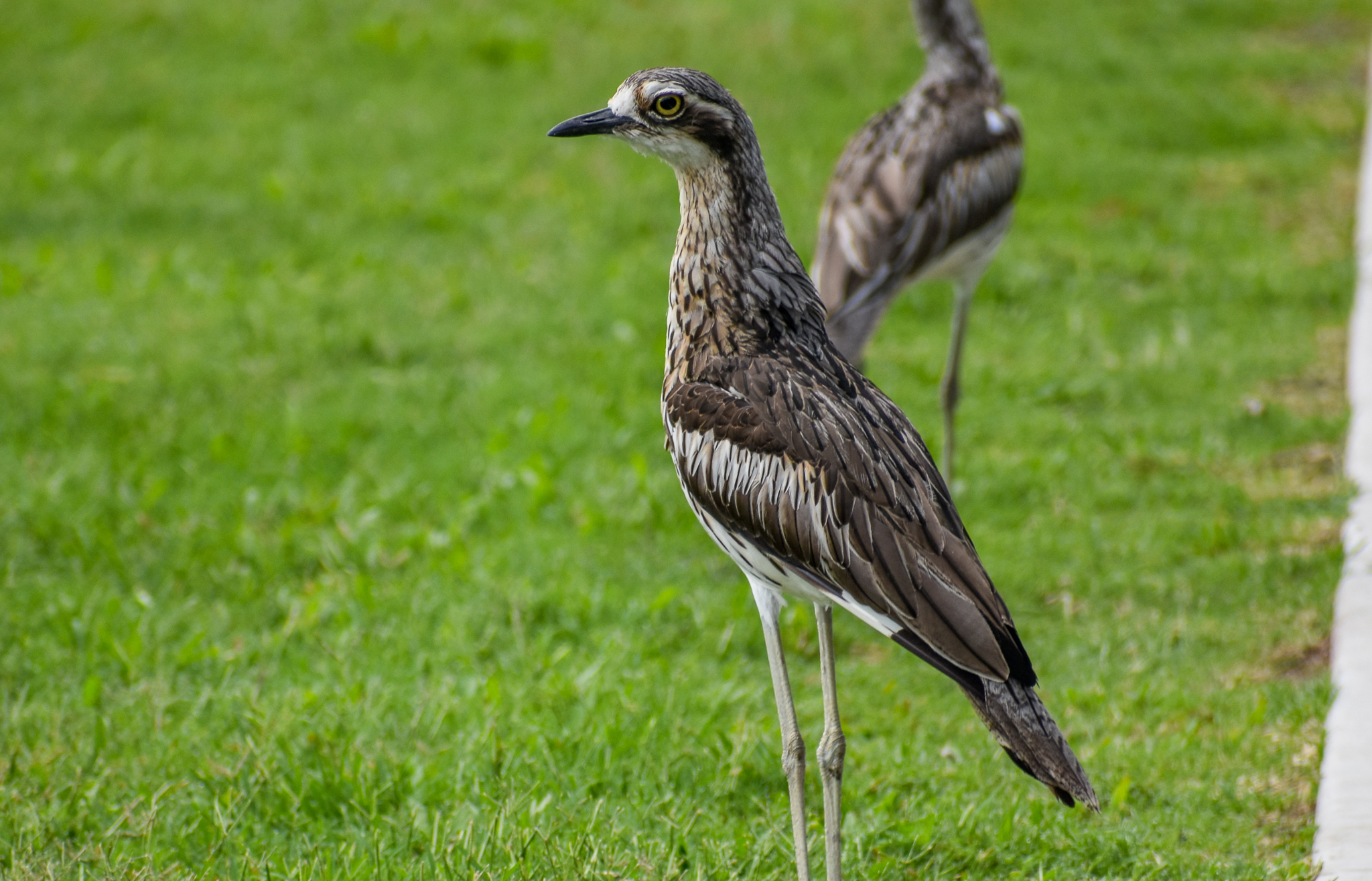 Bush Stone-Curlews