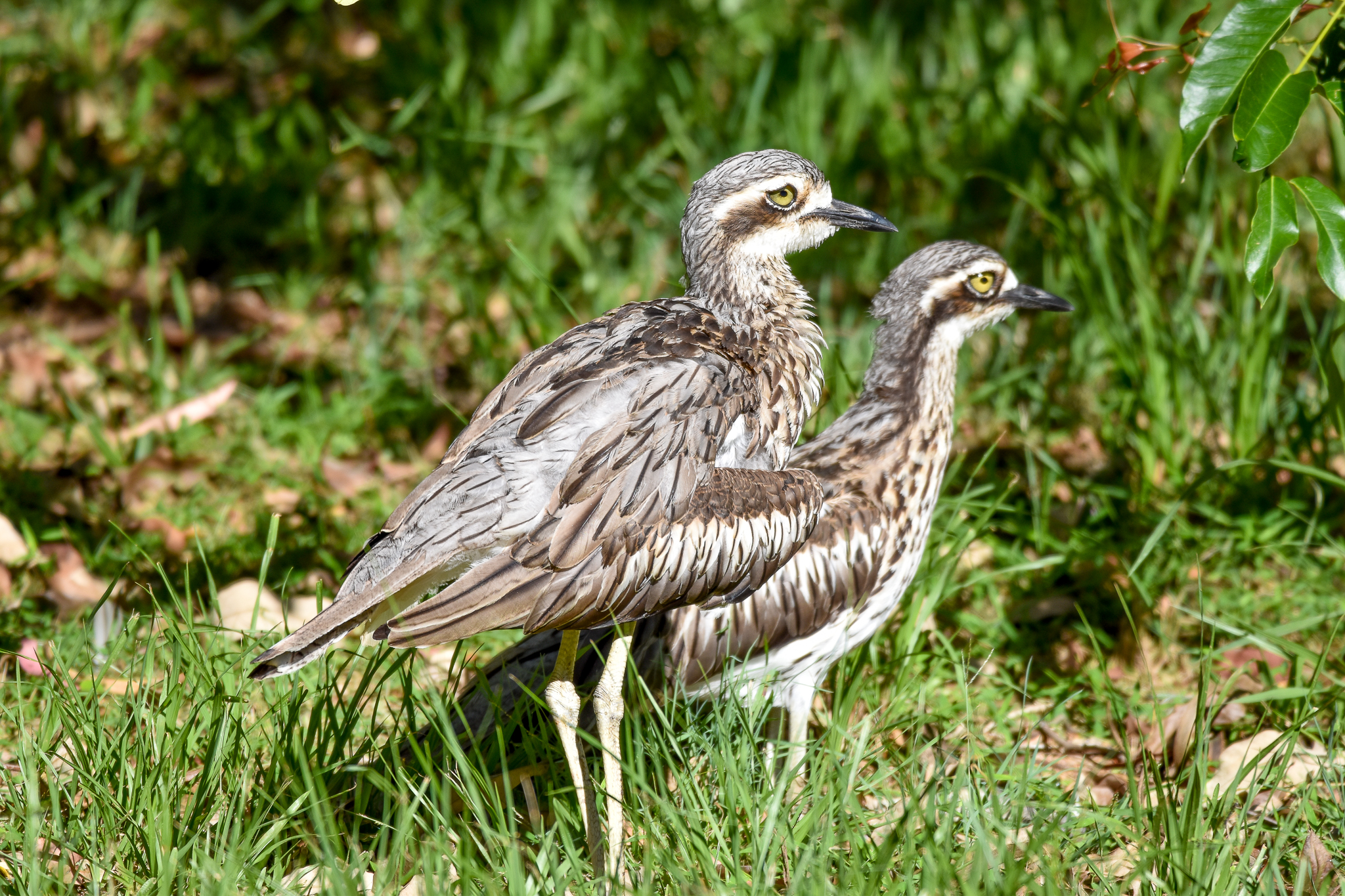 Bush Stone-Curlews