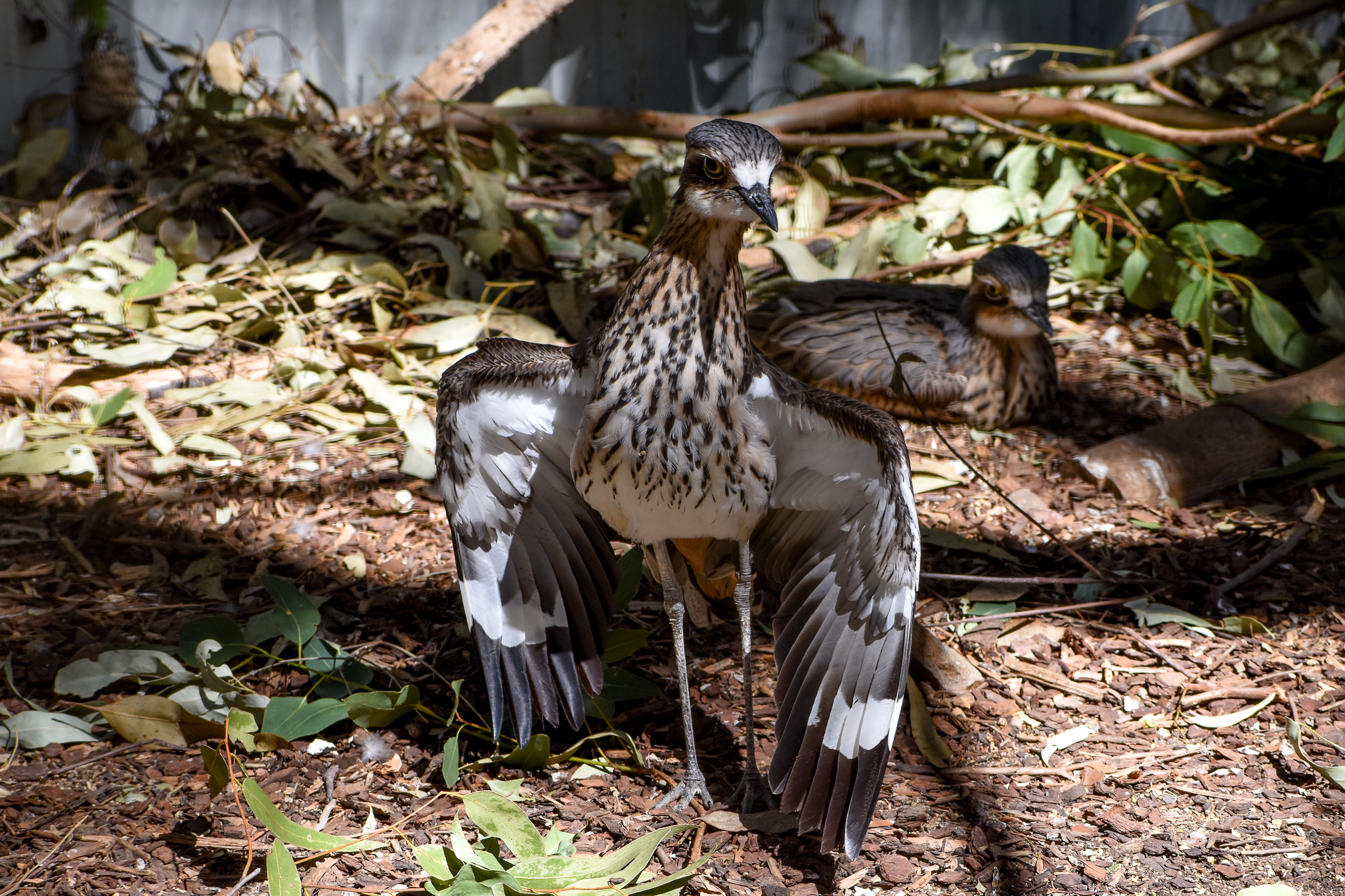 Bush Stone-Curlews