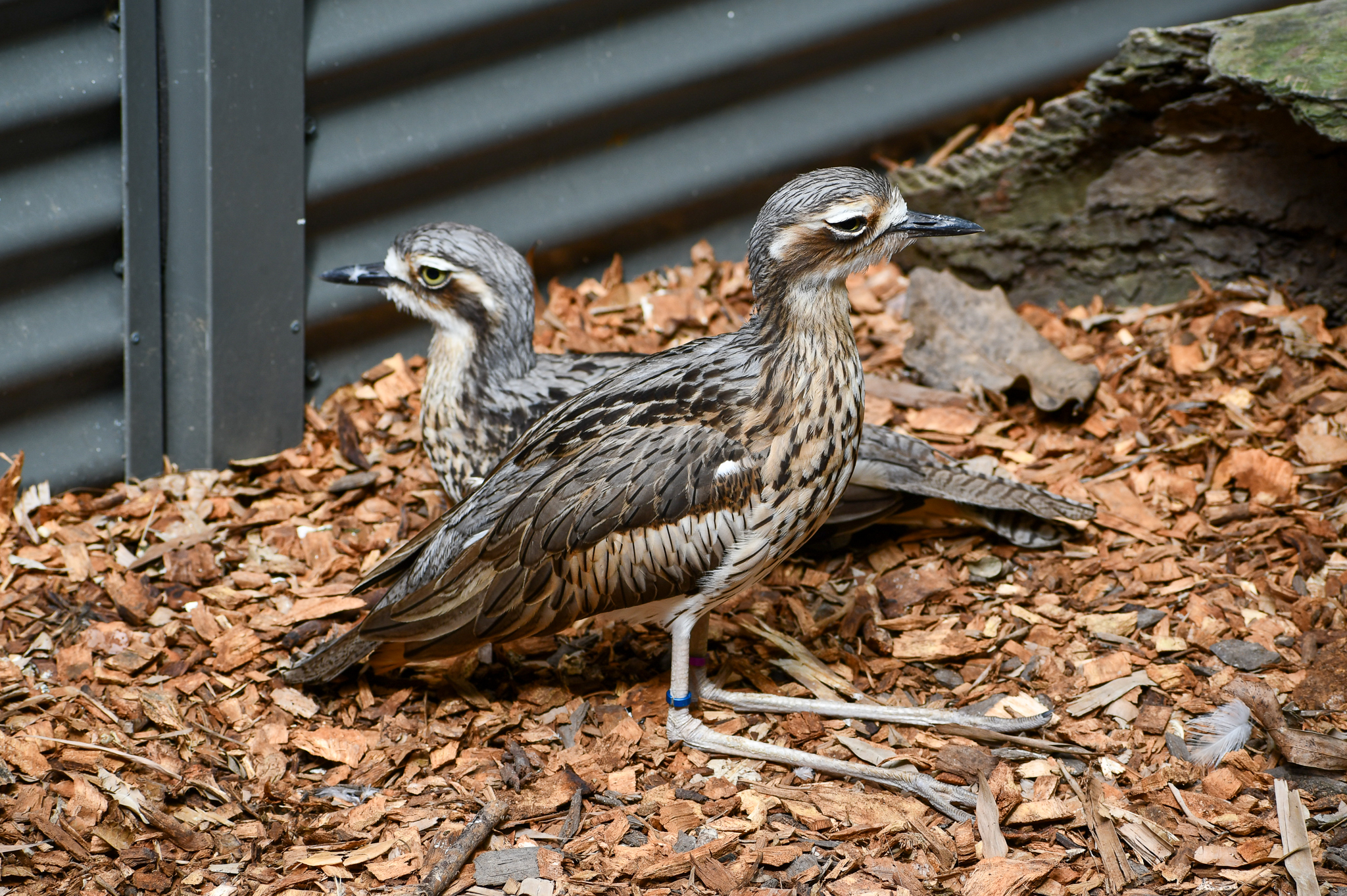 Bush Stone-Curlews