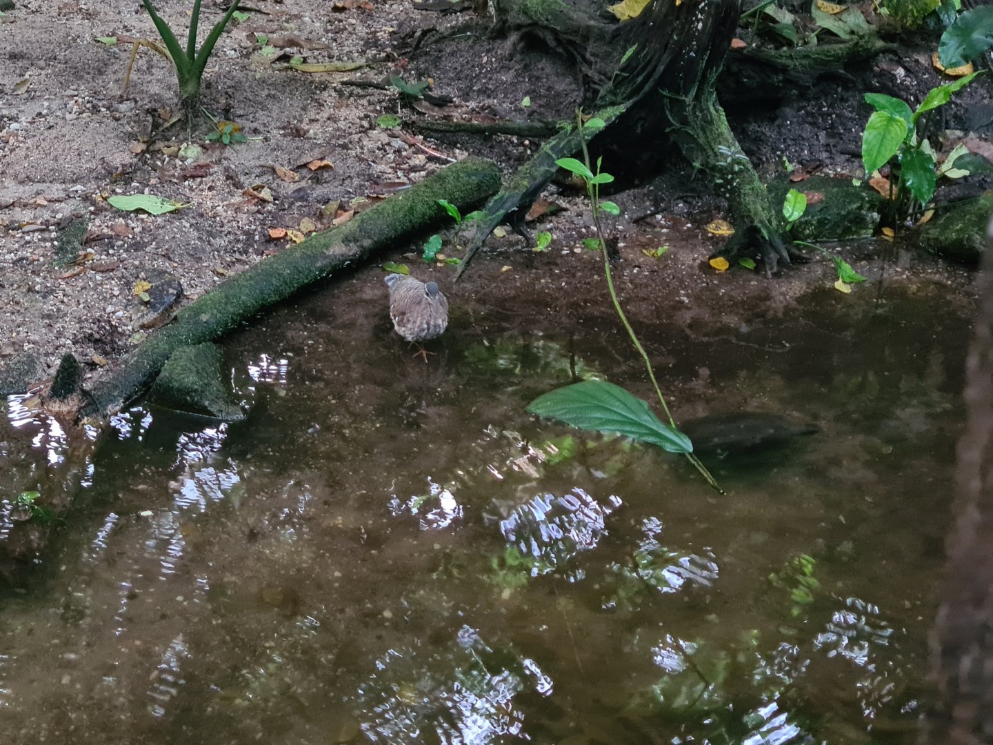 Bush - Sunbittern and Asian leaf turtle