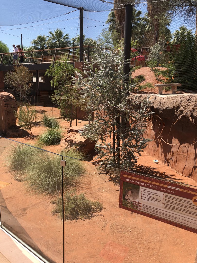 Bush-tailed Bettong Exhibit