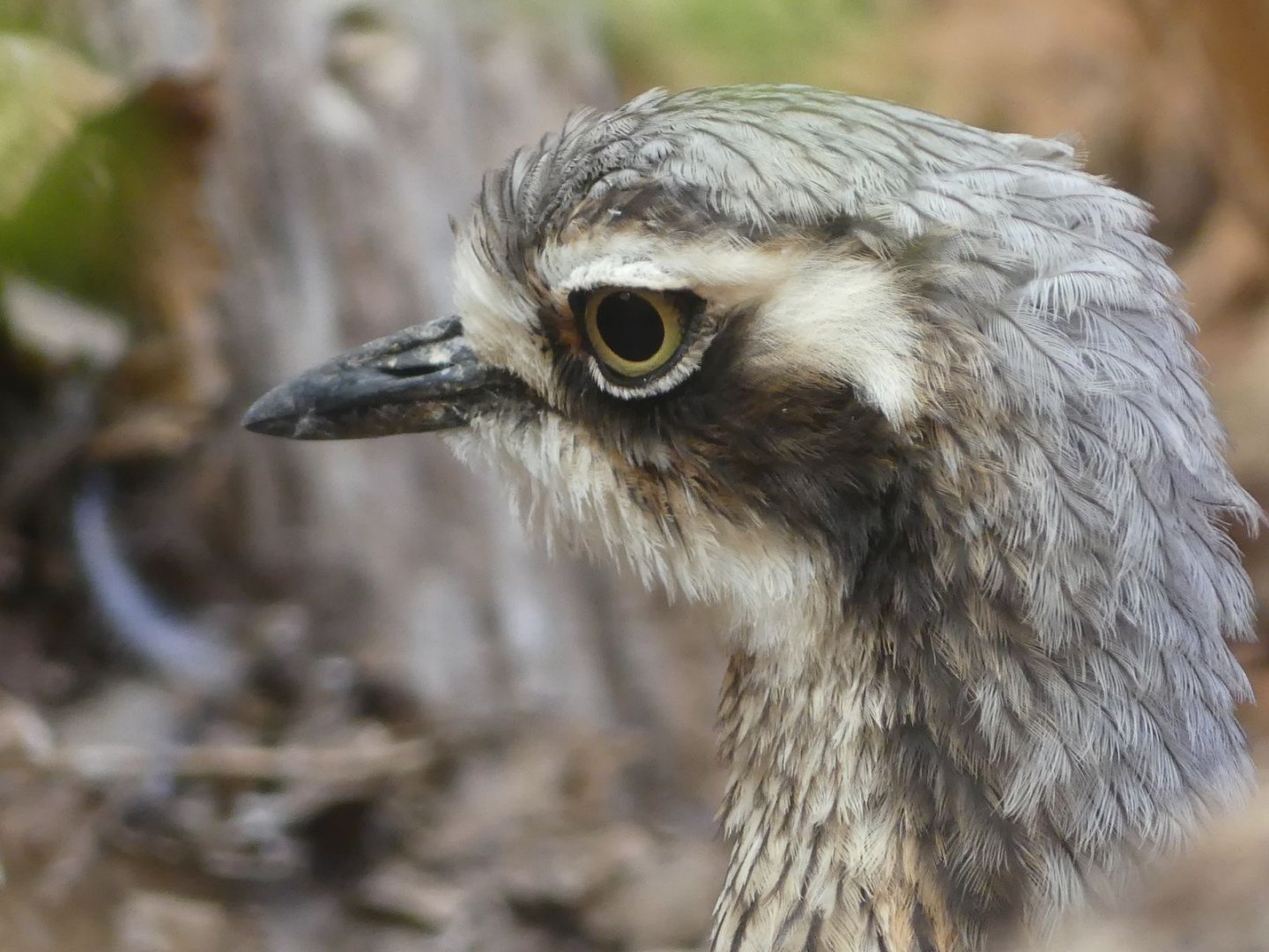 Bush Thick-Knee - 11.07.25