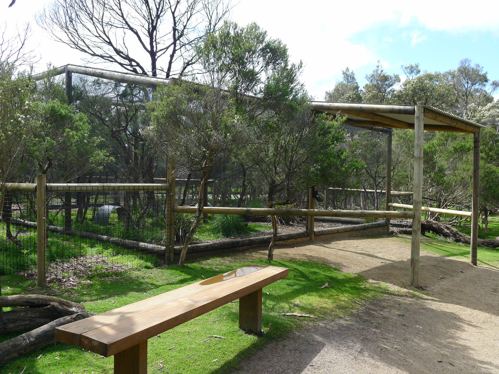 Bush thick knee avairy