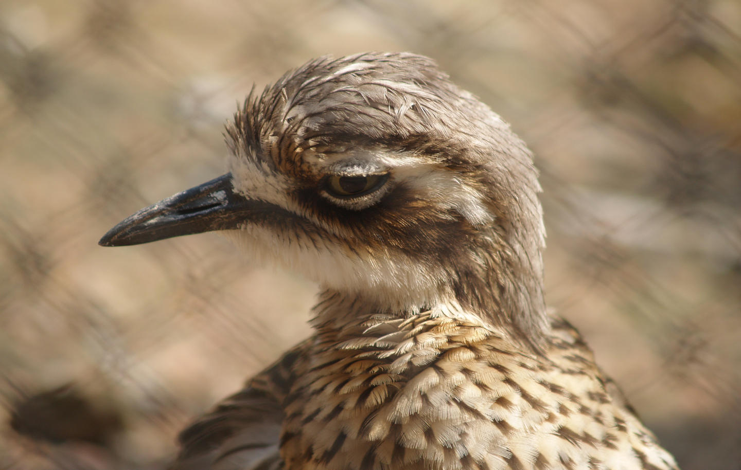 Bush thick-knee (Burhinus grallarius), 2007-04-06