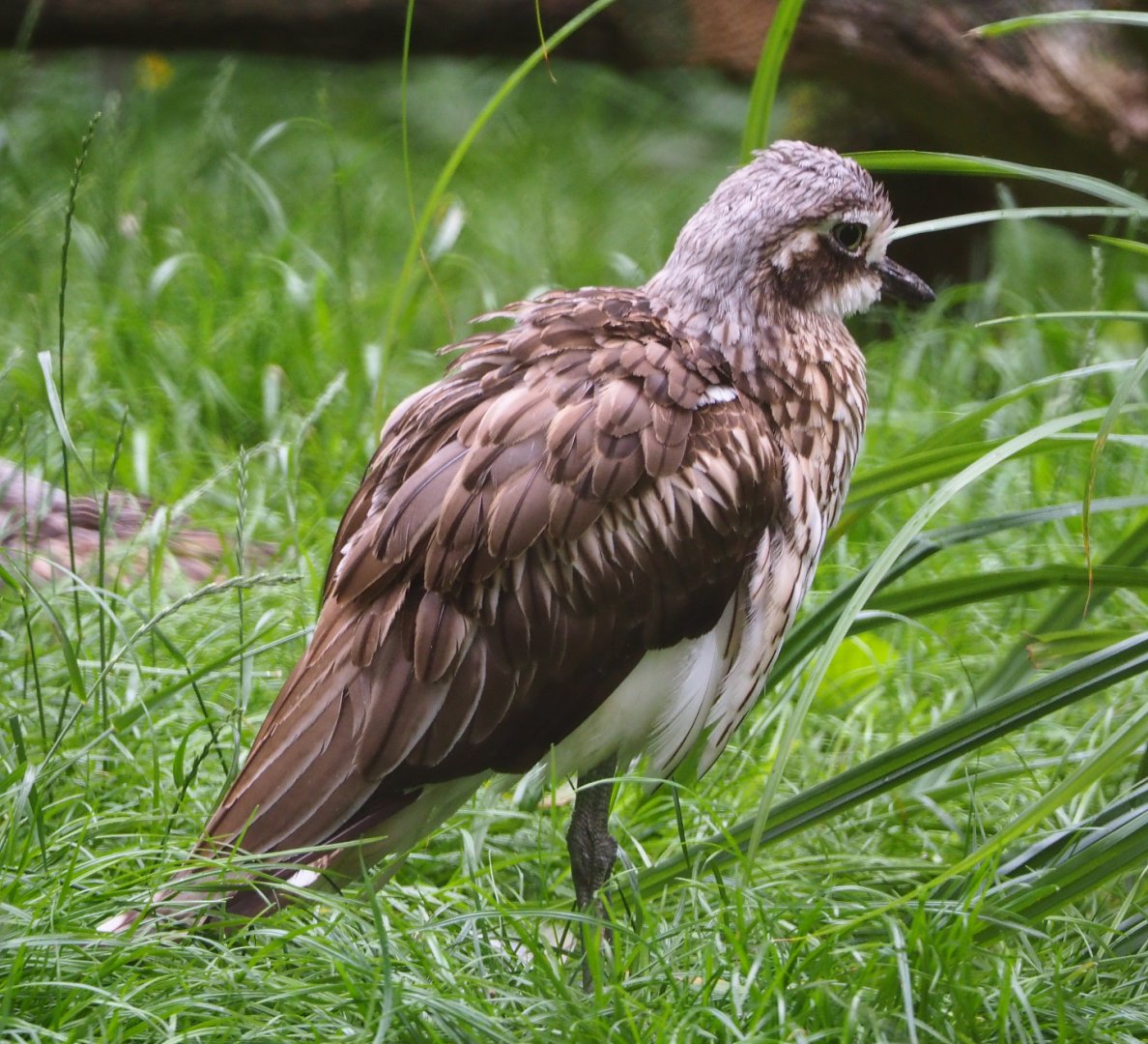 Bush thick-knee (Burhinus grallarius), 2020-07-14