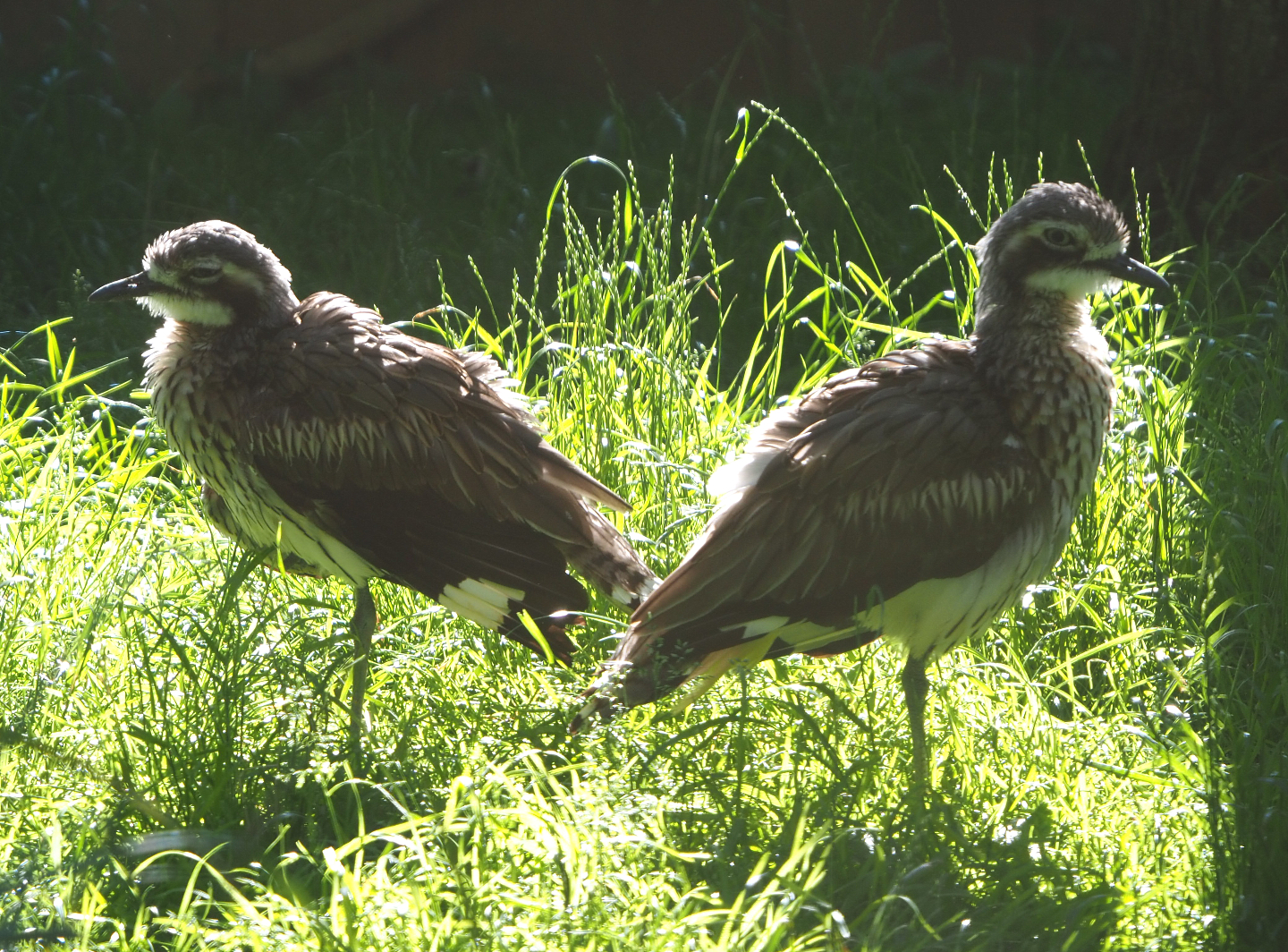 Bush thick-knee (Burhinus grallarius), 2020-07-21