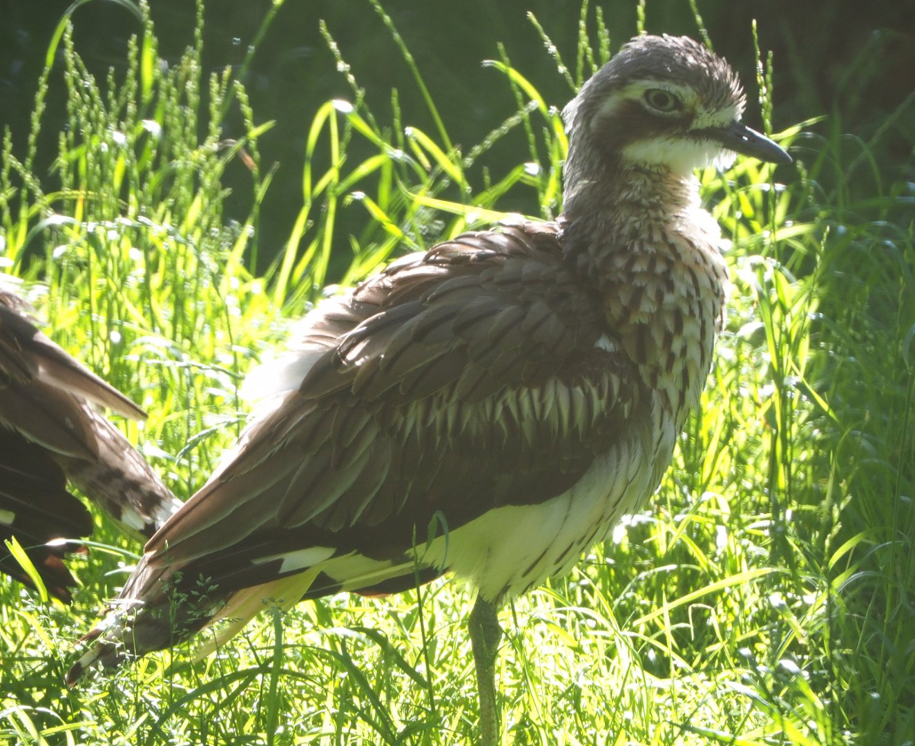 Bush thick-knee (Burhinus grallarius), 2020-07-21
