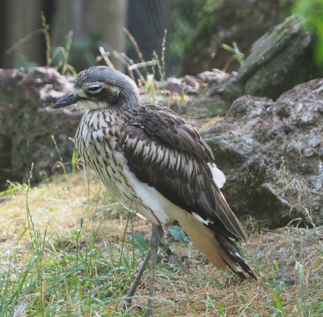 Bush thick-knee (Burhinus grallarius), 2020-08-15