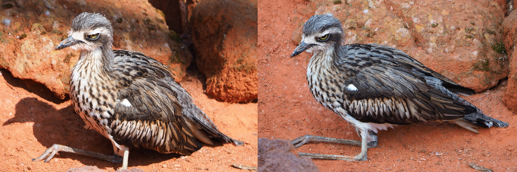 Bush thick-knee (Burhinus grallarius), 2020-09-02