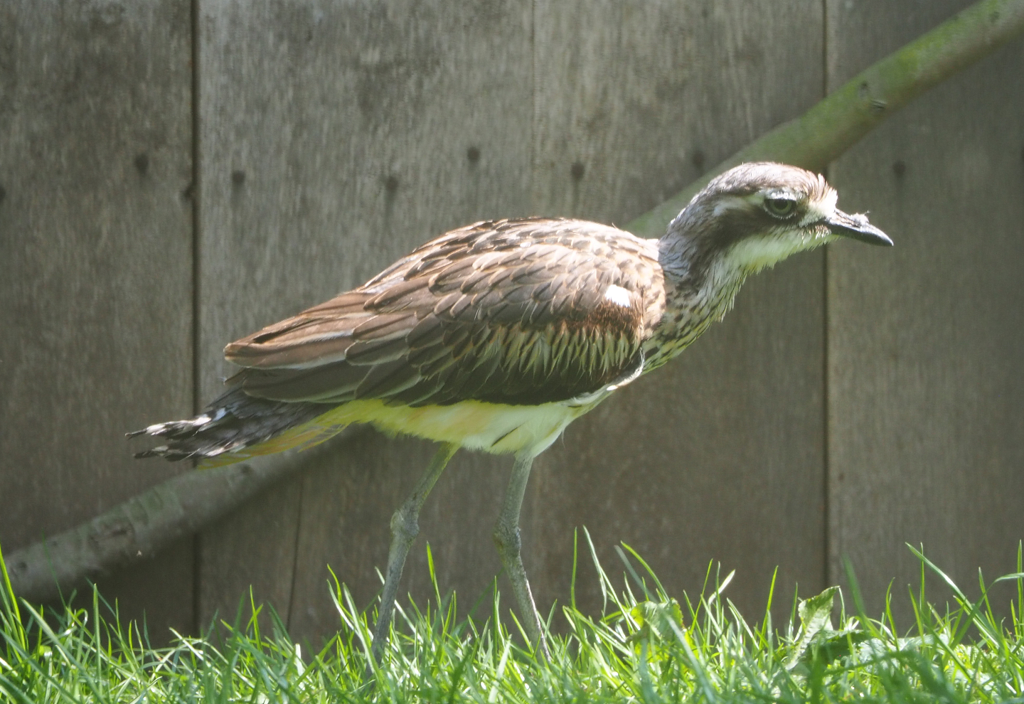Bush thick-knee (Burhinus grallarius), 2021-04-20