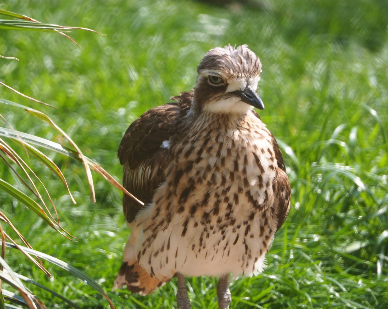 Bush thick-knee (Burhinus grallarius), 2021-04-20