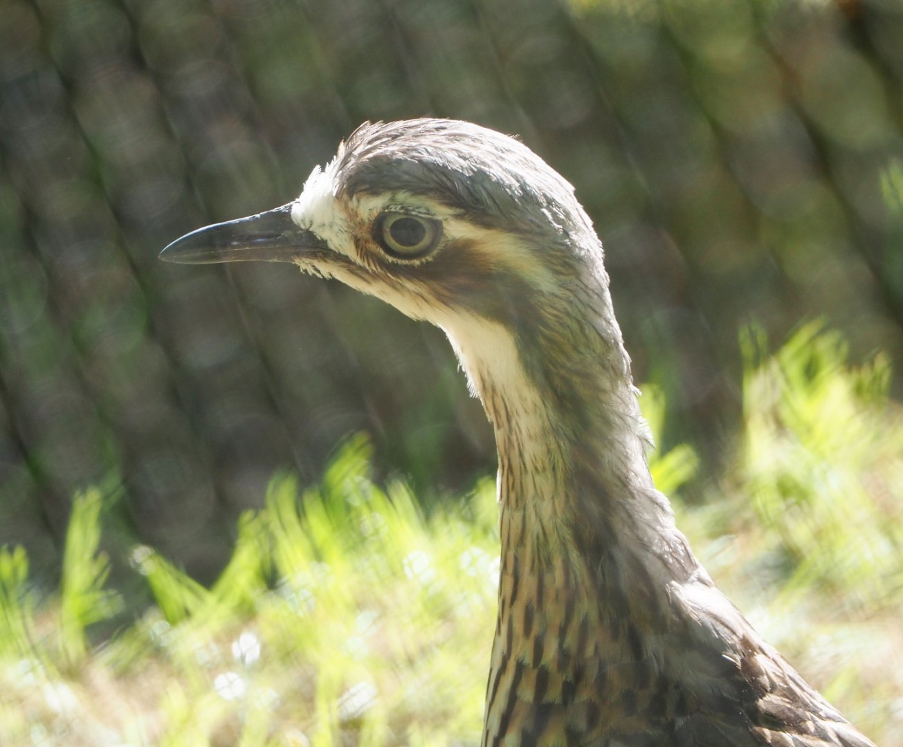 Bush thick-knee (Burhinus grallarius), 2021-06-01