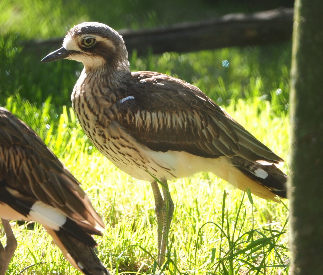 Bush thick-knee (Burhinus grallarius), 2021-06-01