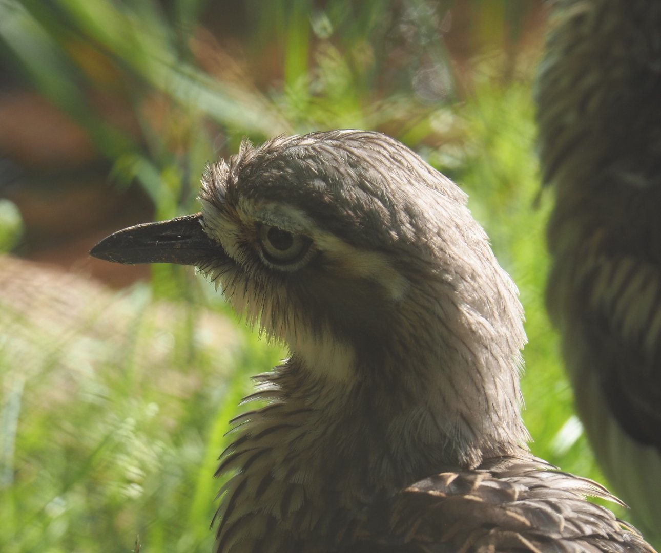Bush thick-knee (Burhinus grallarius), 2021-07-20