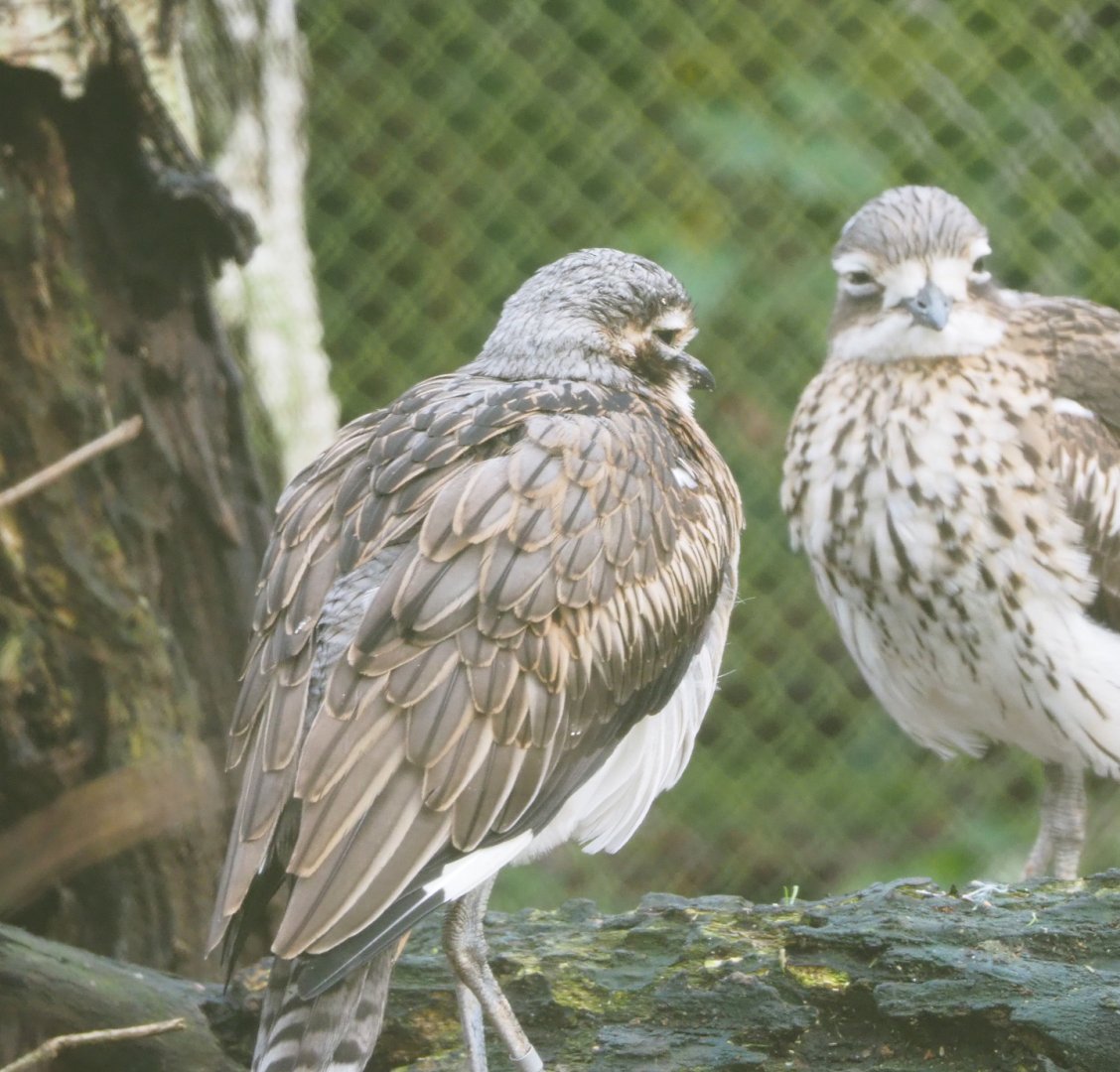 Bush thick-knee (Burhinus grallarius), 2021-12-07