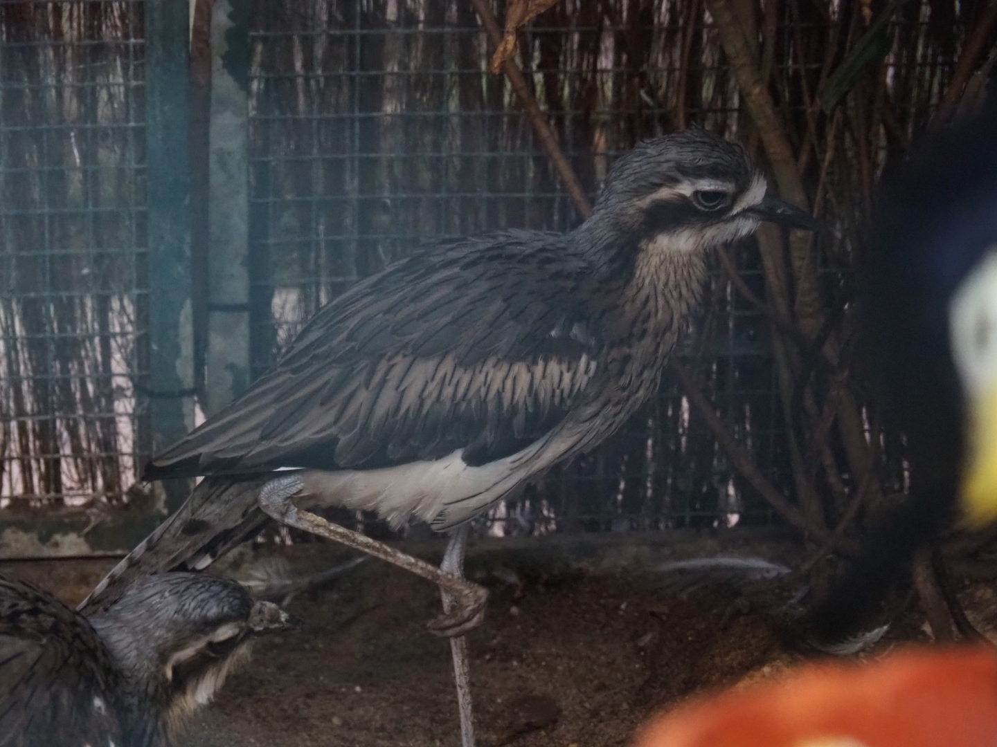 Bush thick-knee (Burhinus grallarius), sep 2nd, 2018
