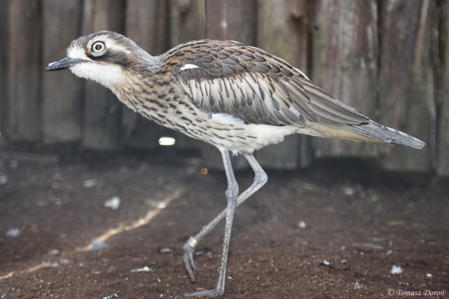 Bush thick-knee (Burhinus grallarius)