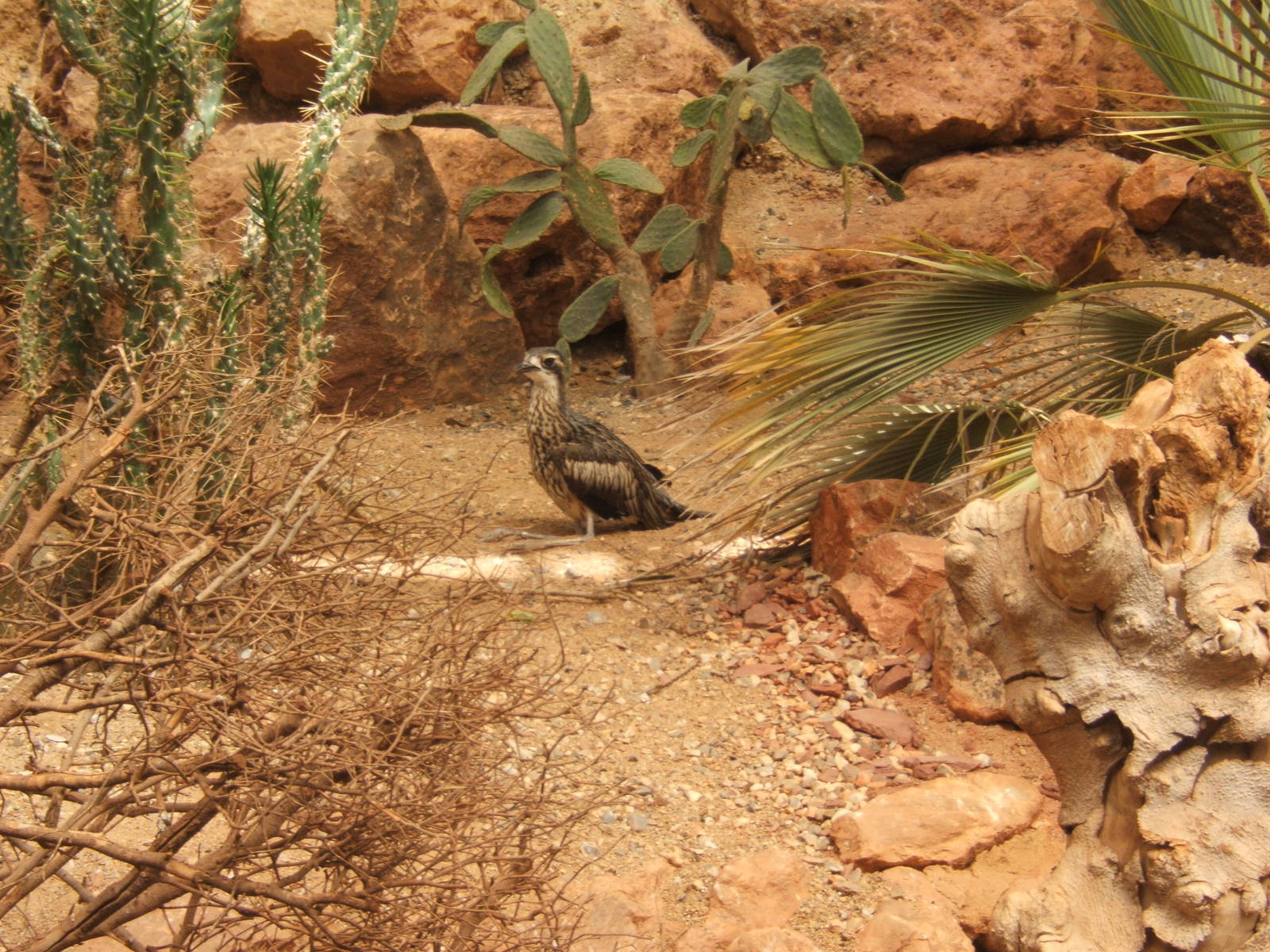 Bush Thick-knee (Burhinus grallarius)