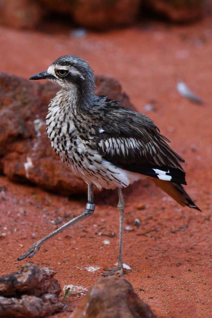 Bush Thick-knee Burhinus grallarius