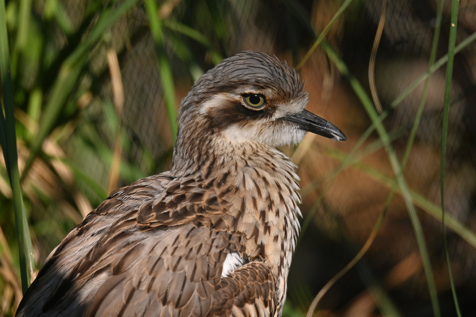 Bush Thick-knee Burhinus grallarius