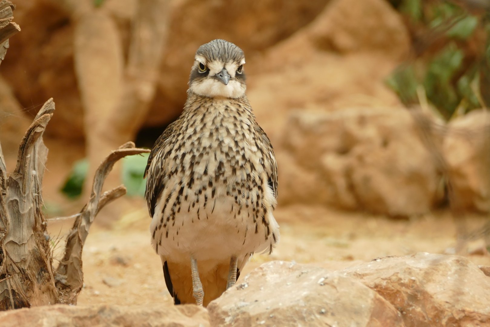 Bush thick-knee, October 2020