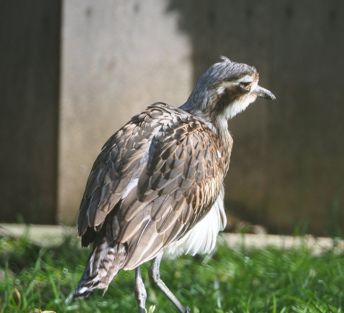 Bush thick-knee or Bush stone curlew (Burhinus grallarius), 2021-02-23
