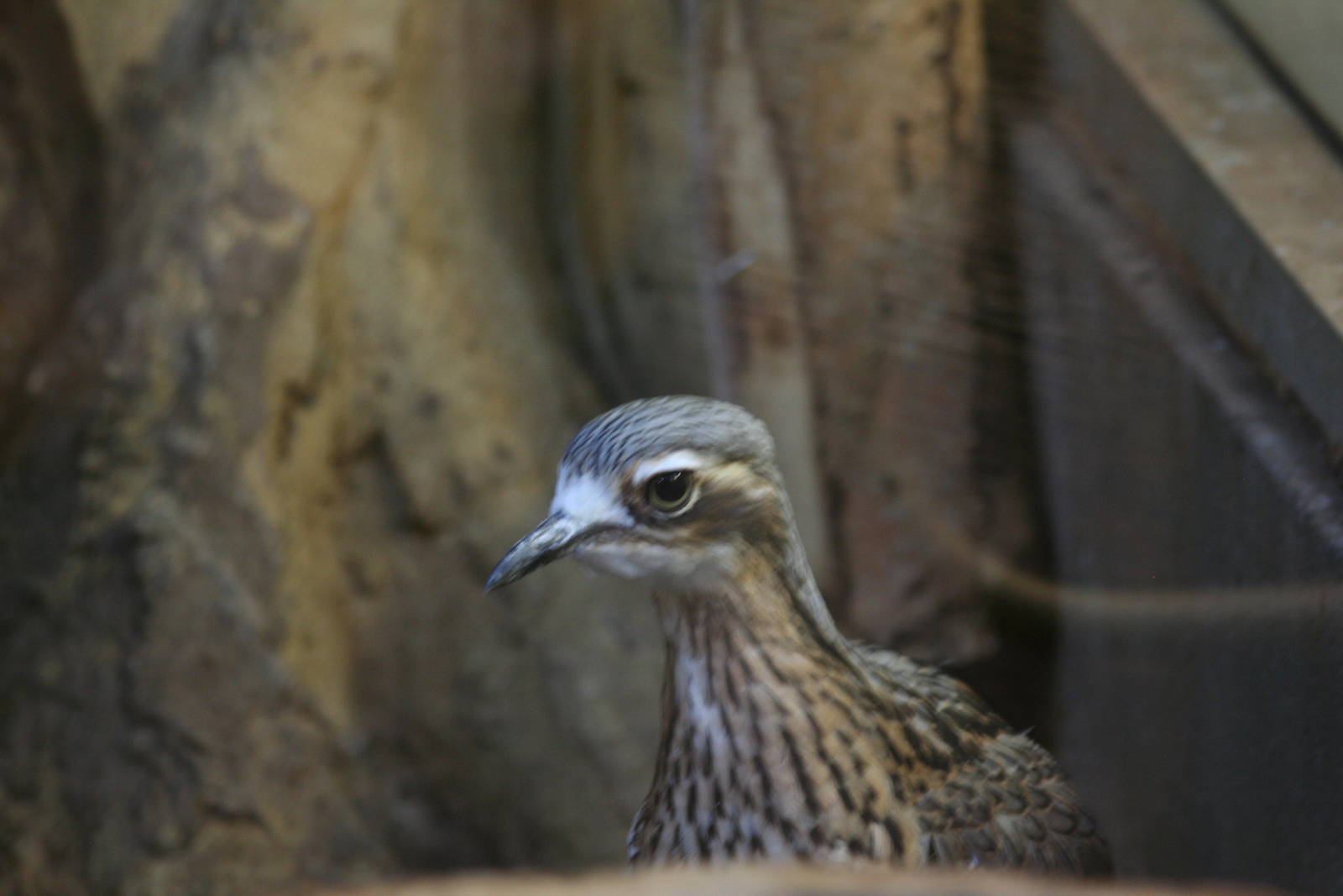 Bush Thick-Knee