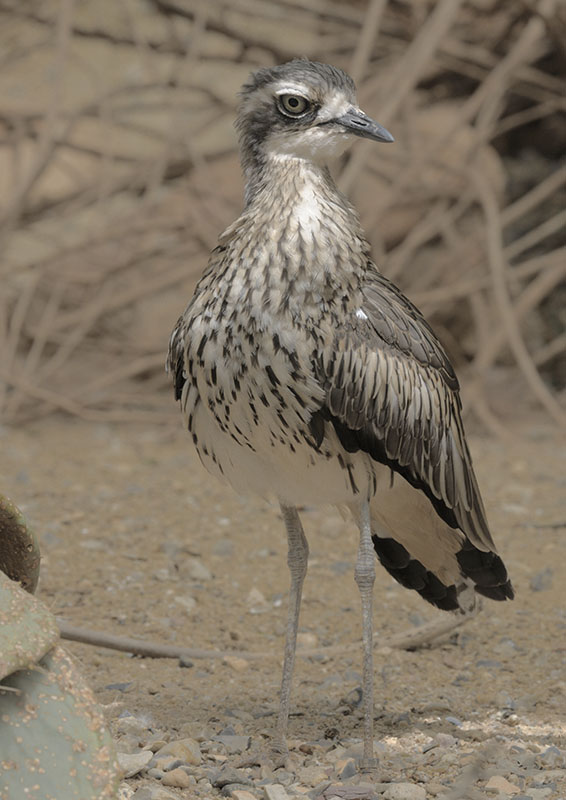 Bush thick-knee