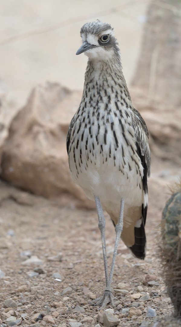 Bush thick-knee