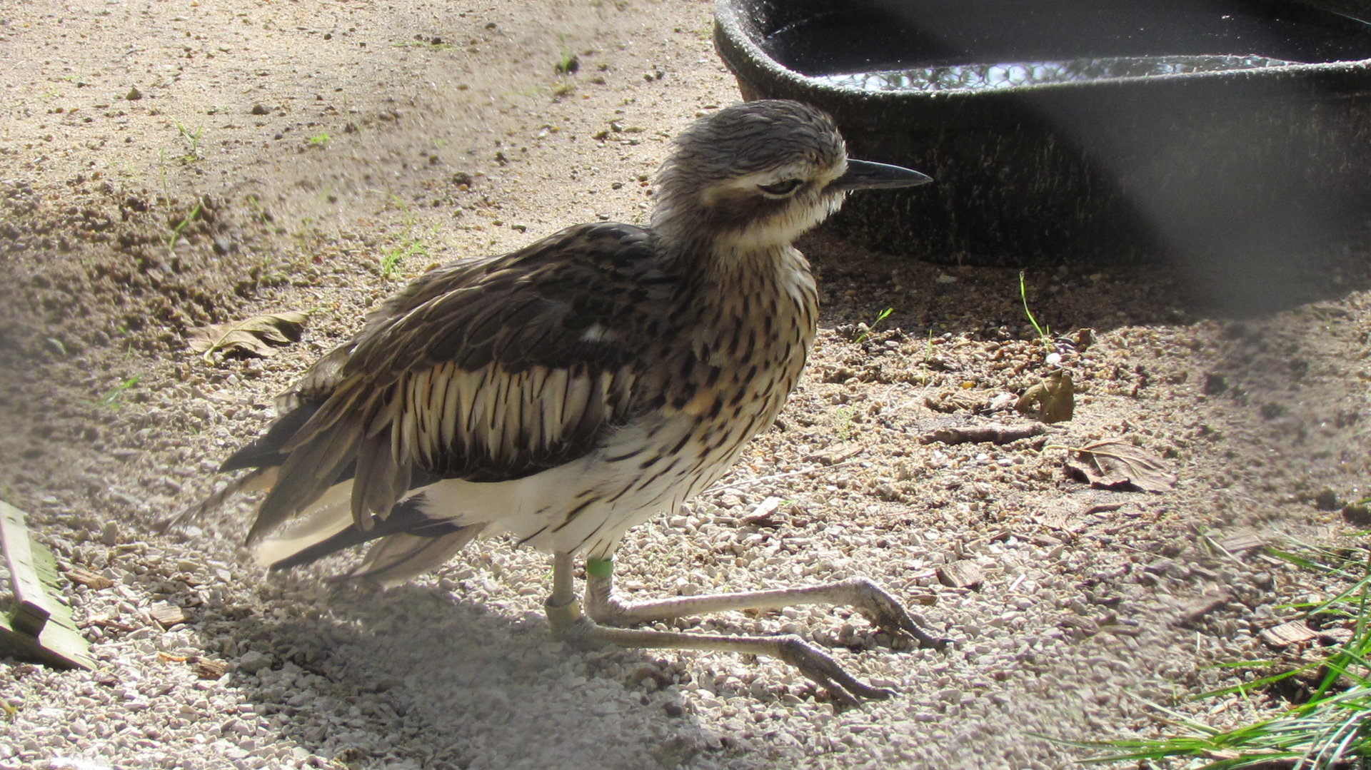 Bush Thick-knee