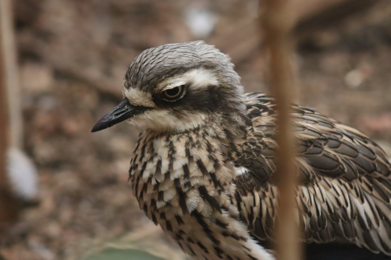 Bush Thick-knee