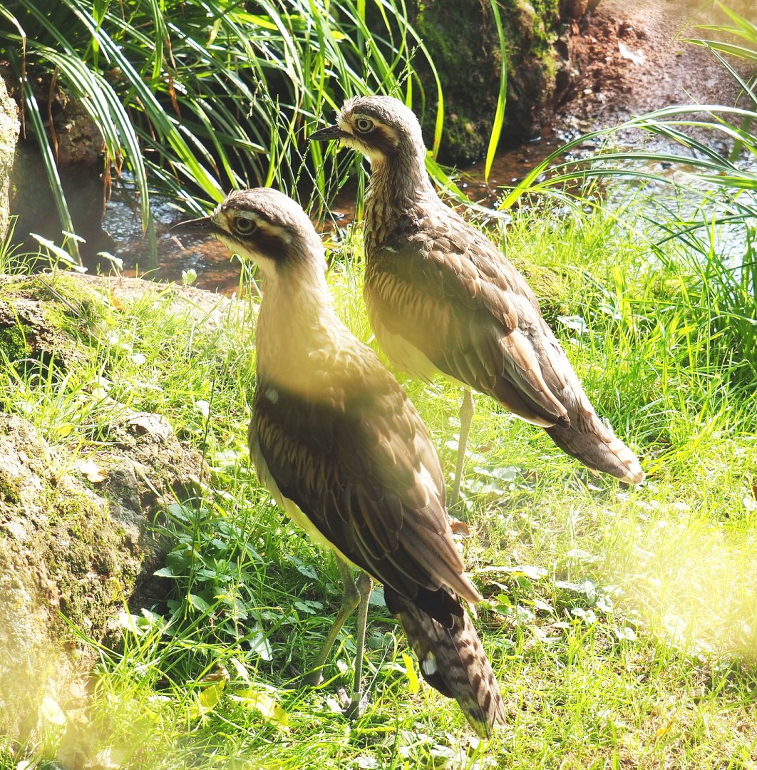 Bush thick-knees (Burhinus grallarius), 2021-07-20