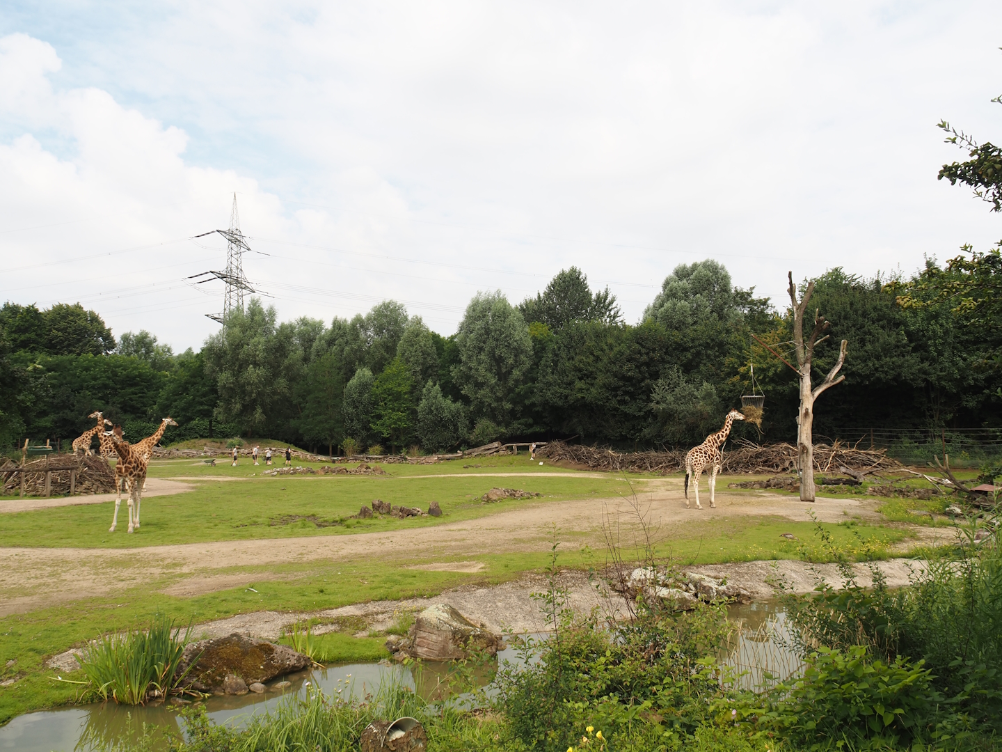 Bush/Tree savanna exhibit, 2024-08-05