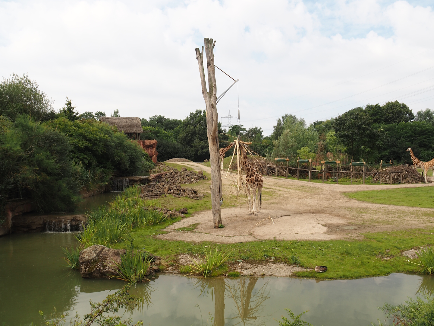 Bush/Tree savanna exhibit, 2024-08-05
