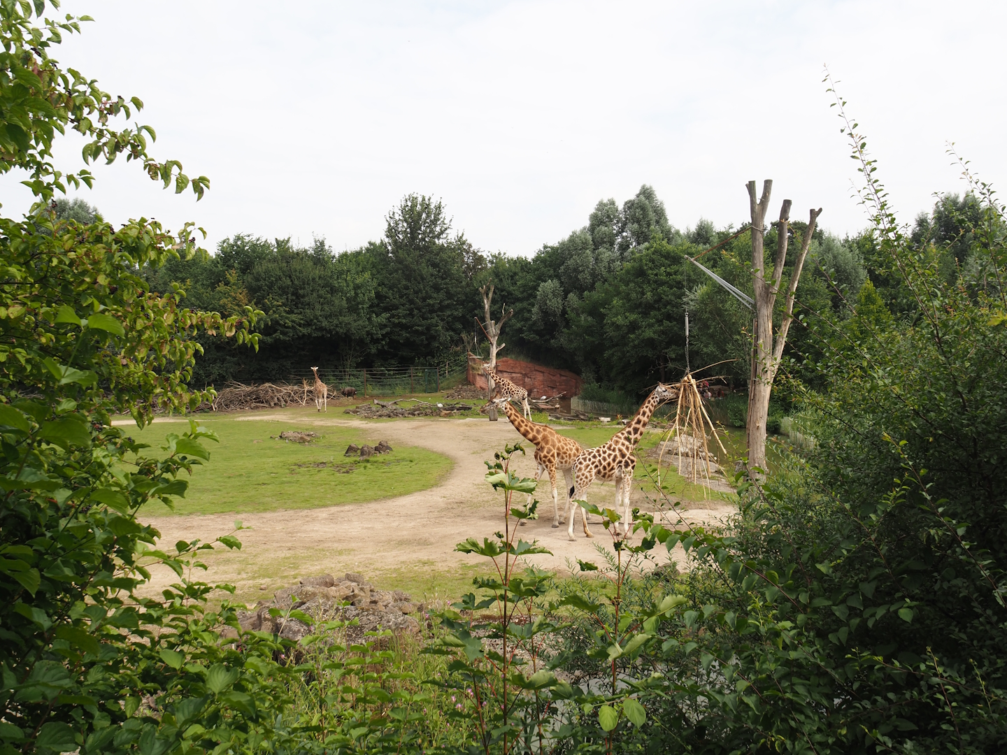 Bush/Tree savanna exhibit, 2024-08-05