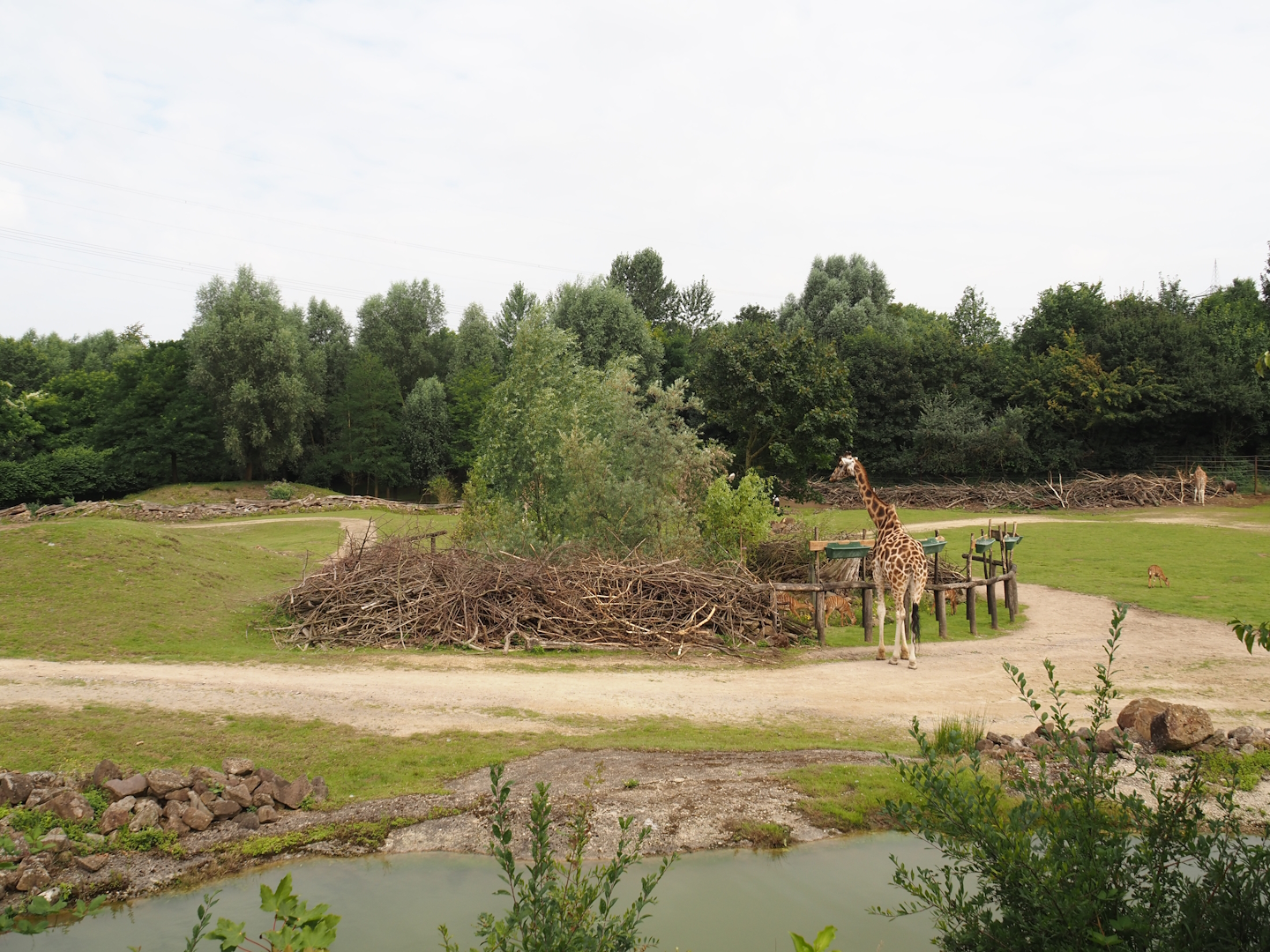 Bush/Tree savanna exhibit, 2024-08-05