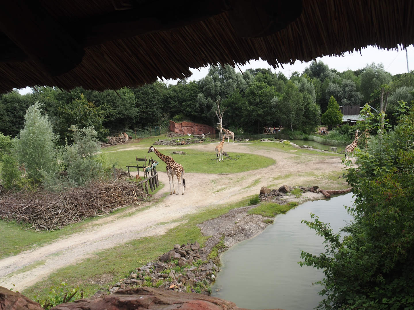 Bush/Tree savanna exhibit, 2024-08-05