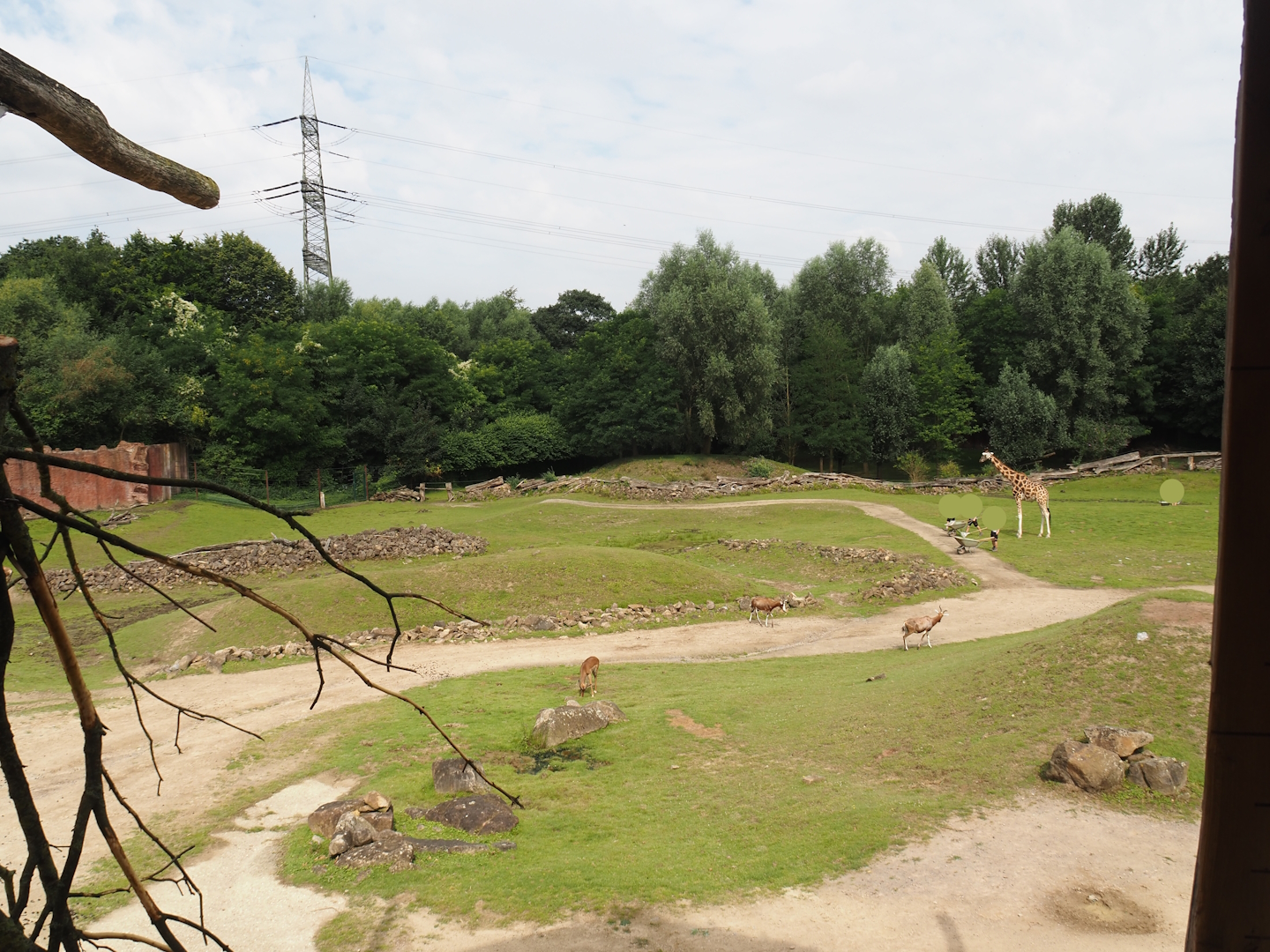 Bush/Tree savanna exhibit, 2024-08-05