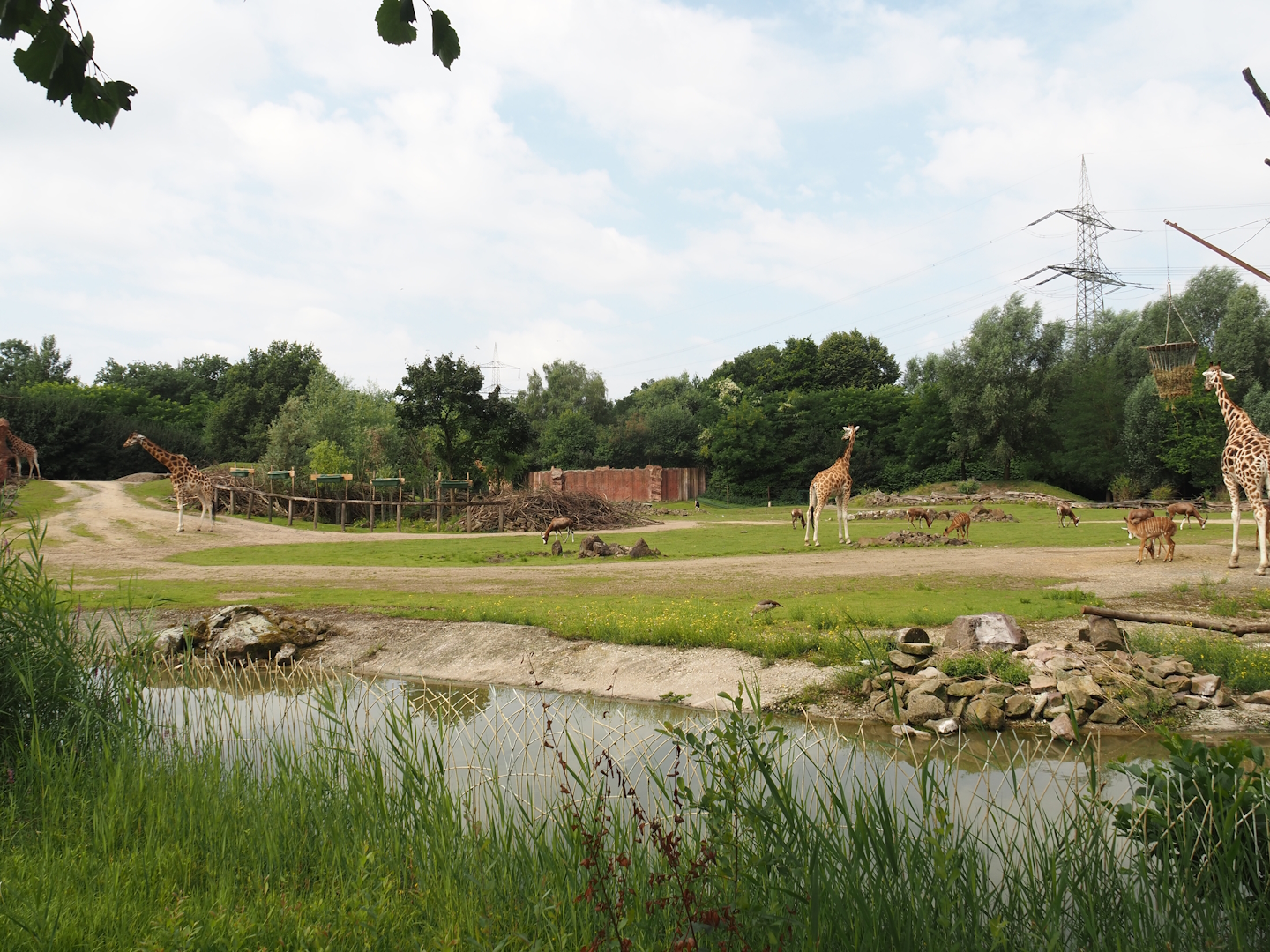 Bush/Tree savanna exhibit, 2024-08-05