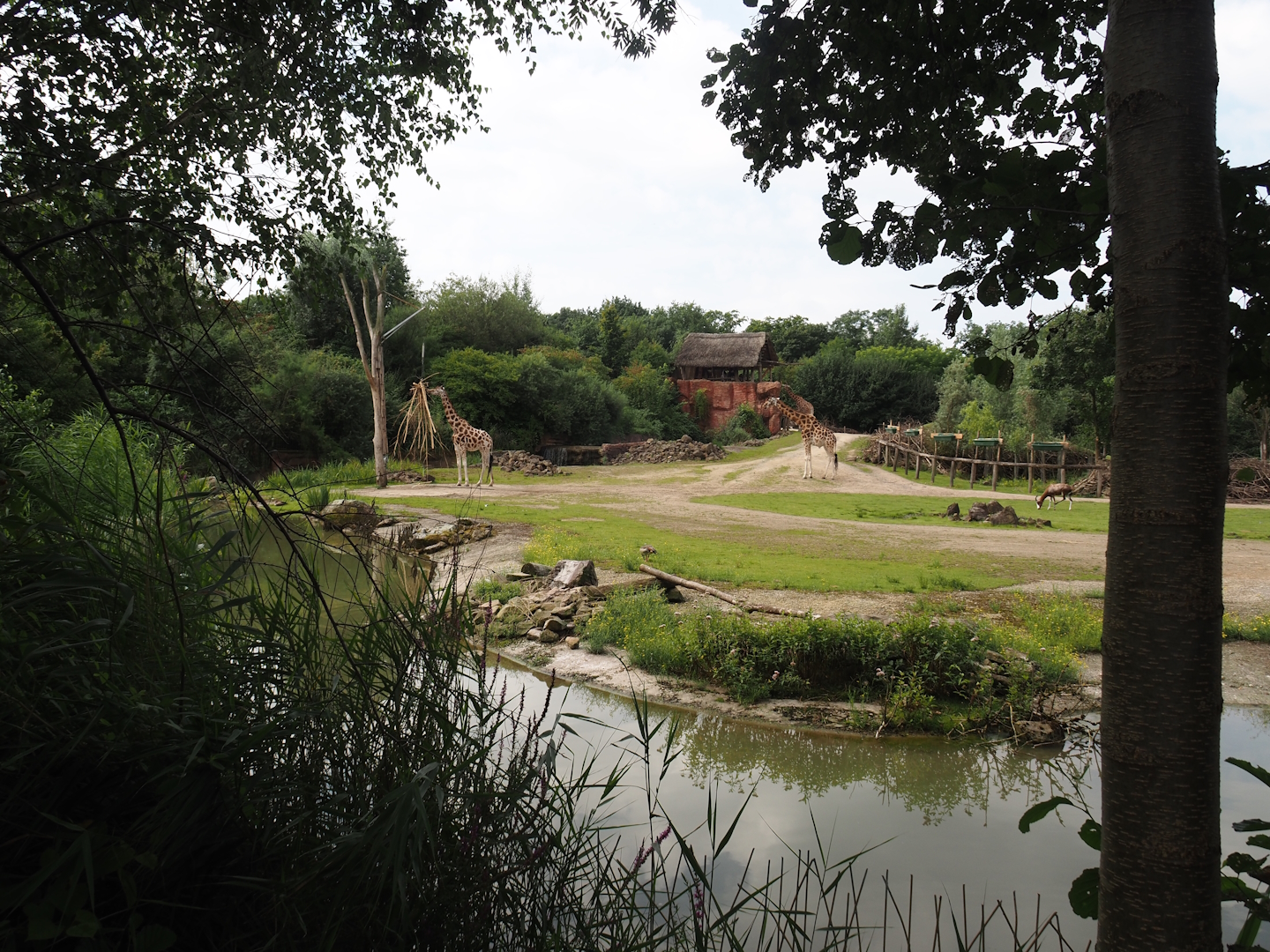 Bush/Tree savanna exhibit, 2024-08-05