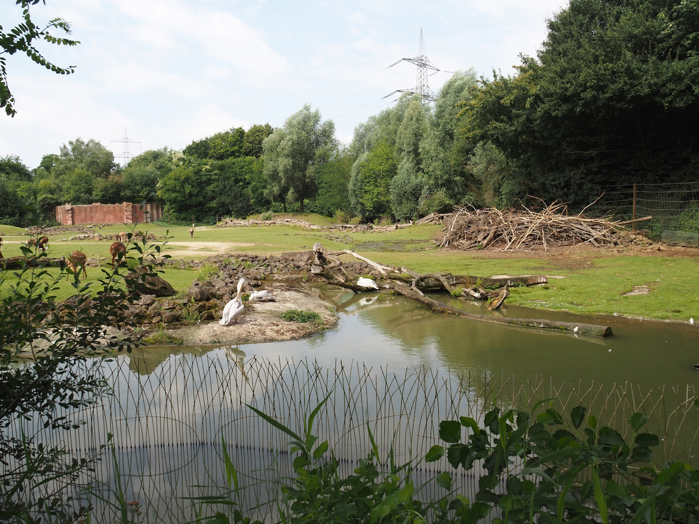 Bush/Tree savanna exhibit, 2024-08-05