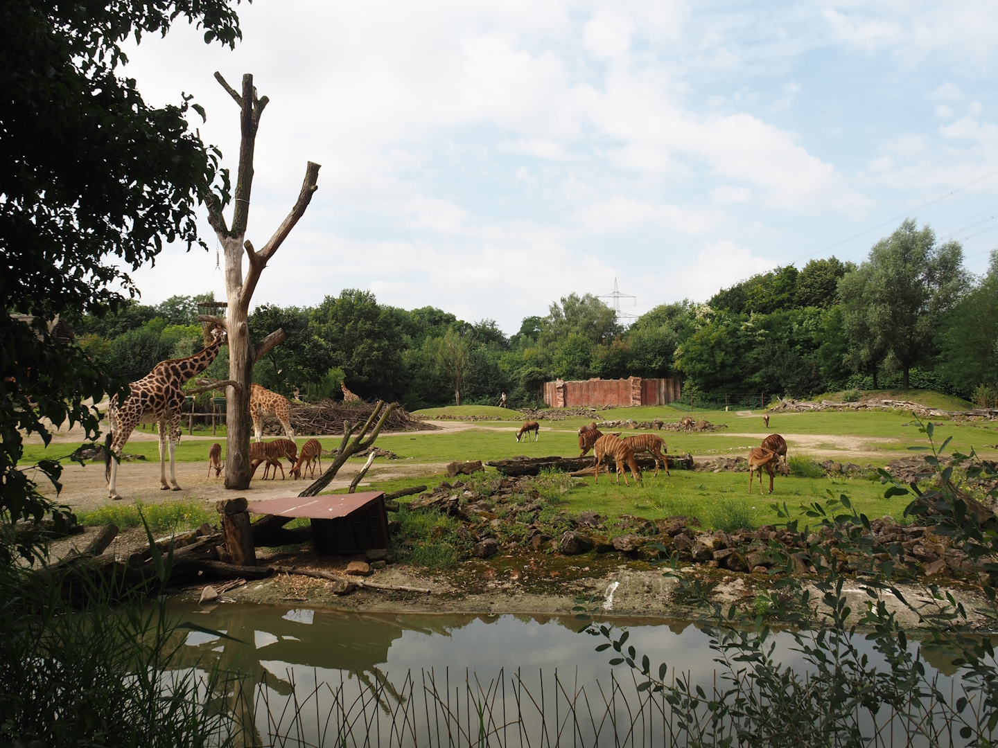 Bush/Tree savanna exhibit, 2024-08-05