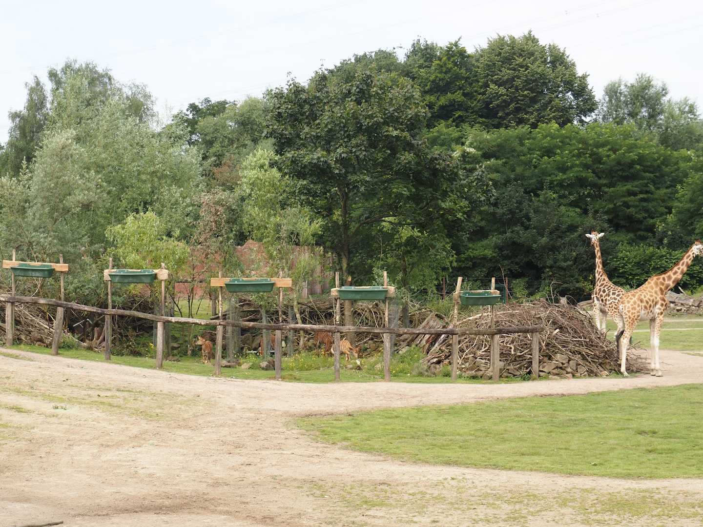 Bush/Tree savanna exhibit - Scrub resting area for antelopes, 2024-08-05