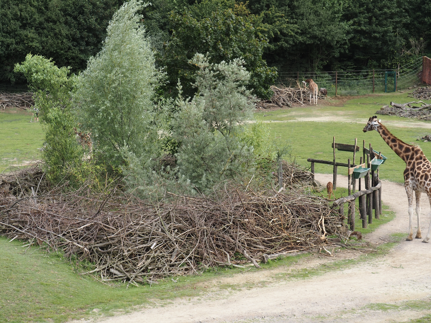 Bush/Tree savanna exhibit - Scrub resting area for antelopes, 2024-08-05